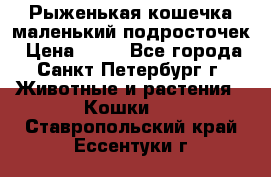 Рыженькая кошечка маленький подросточек › Цена ­ 10 - Все города, Санкт-Петербург г. Животные и растения » Кошки   . Ставропольский край,Ессентуки г.